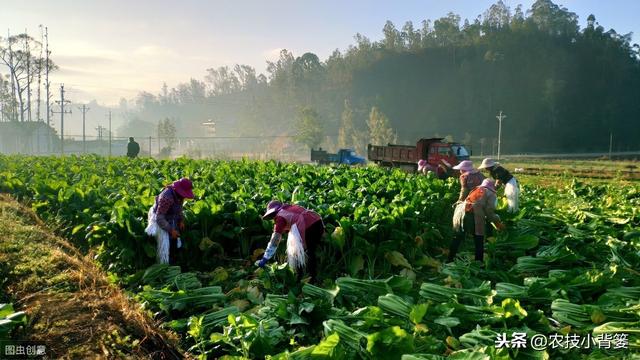 作物发生病毒病，危害重、易复发、难根治，这些防治方法要牢记！13