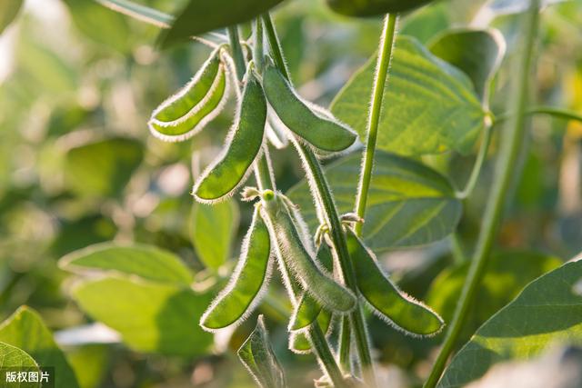 大豆种植技术，与病虫害防治措施，学会这招有效避免低产发生3