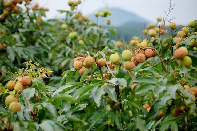 龙眼、荔枝主要病虫害，及综合防治对策，进来看看7