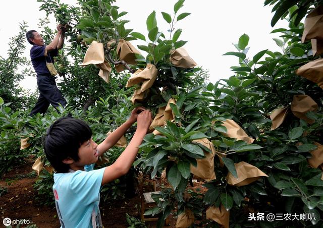 苹果、梨在套袋前，药剂总共喷几遍？一定要记好了！2