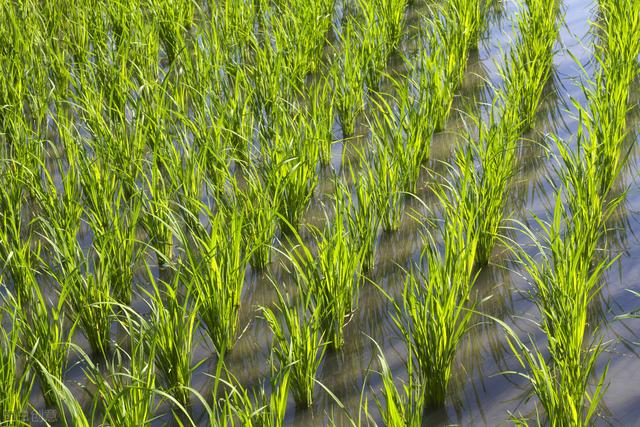 水稻上这样用芸苔素，禾苗壮、分蔸快、抽穗早，增产十分显著