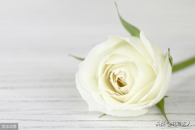 白玫瑰花语