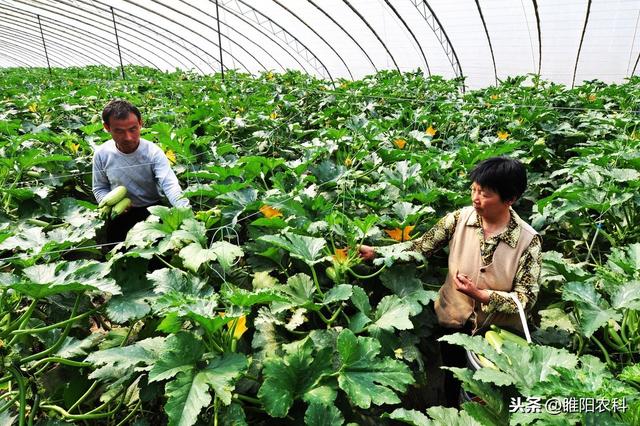 最厉害的杀菌剂，病害治不住就用它，2遍就能有效控制5