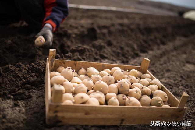 提高土豆产量与品质的十四个播种管理技巧，你会用哪几个？3