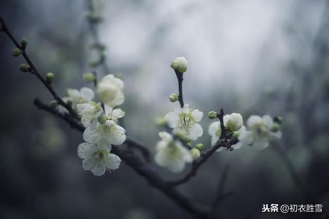 花中君子是什么花