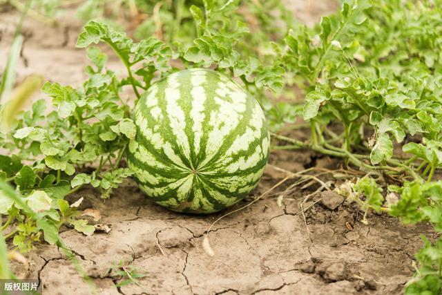 白粉病、灰霉病、腐烂病、根腐病很难防治，试试啶酰菌胺2