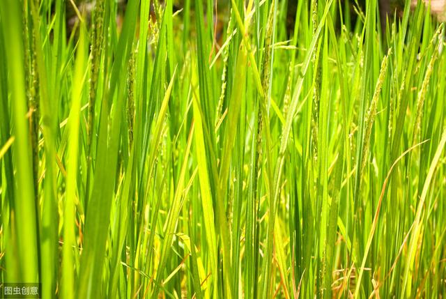 掌握水稻苗期常见的病害及防治方法，培育壮苗很简单2