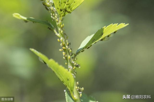 又一个新药上市防治抗性白粉虱、烟粉虱，万无一“虱”，干净彻底3