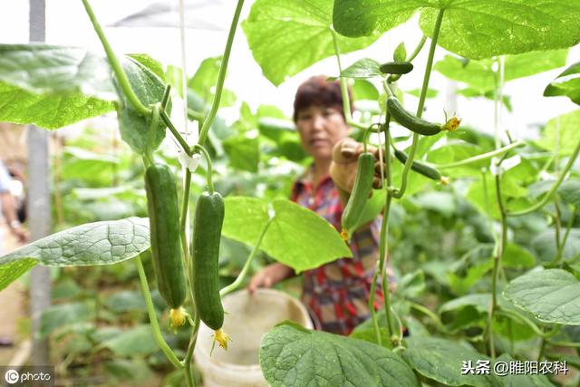 霜霉病最新绿色防治方法，让霜霉病防治不再难