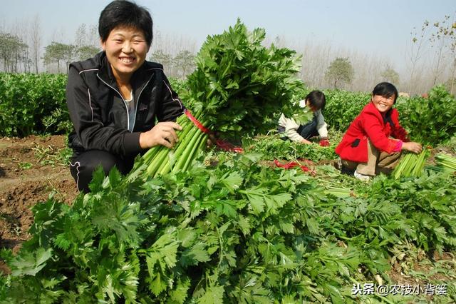 蔬菜作物容易发生茶黄螨，巧妙防治才能保证后期优收和高产4