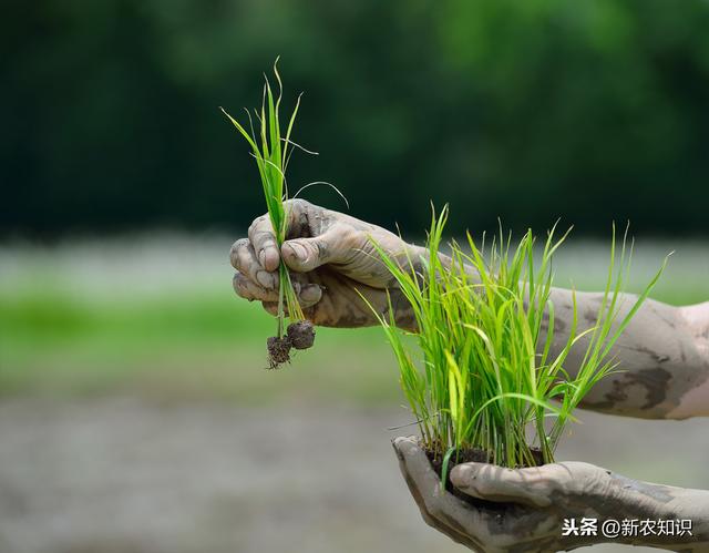 水稻种植，稻瘟病发生原因及防治方法！防治措施你用对了吗？3