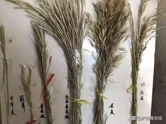 最全麦田除草剂成分对比都在这里啦，您想要么4