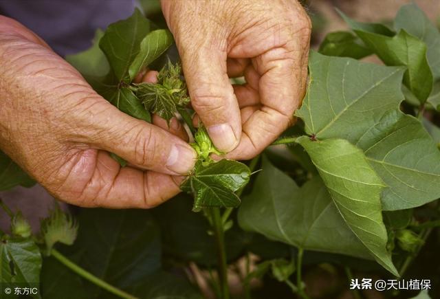 棉花种植及管理经验分析