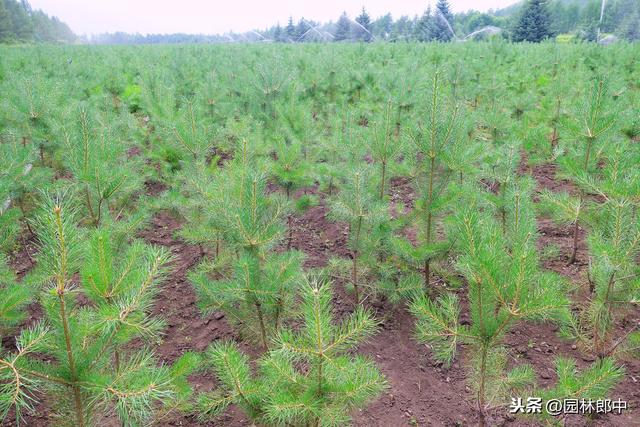 苗圃除草成本一直居高不下？不妨试试这种方法！除草成本减少一半6