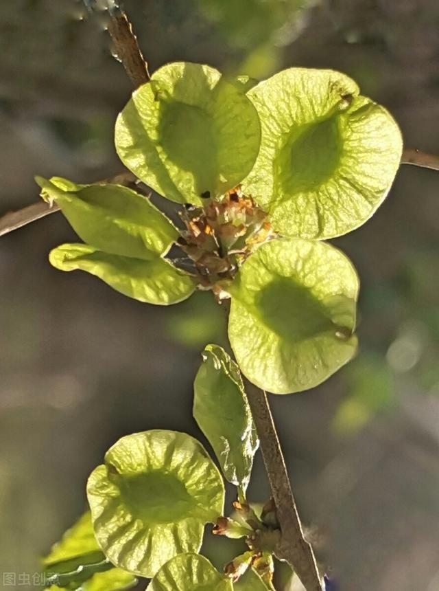 榆树 榆树（榆树生活网） 生活