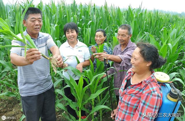 玉米病虫草害怎么防？推荐几个用药配方！关键时候能用上4