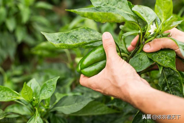 辣椒烟青虫难防难治，把握2个关键节点，掌握具体防治方法解决它2