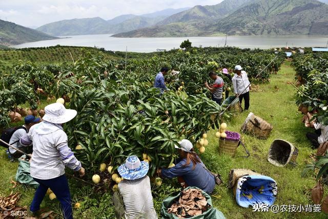 芒果角斑病防治难，找准原因、优化管理、巧妙用药，提高防治效果6