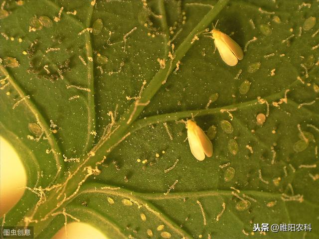 这个新药专治抗性红蜘蛛、介壳虫、白粉虱等害虫，用一次管2月