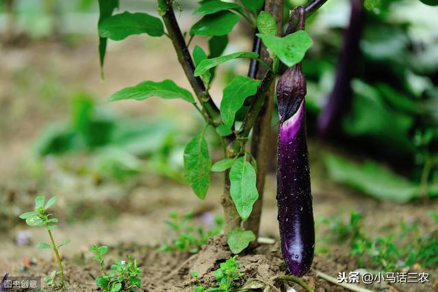 种植茄子应该如何施肥，用什么肥料最好呢2