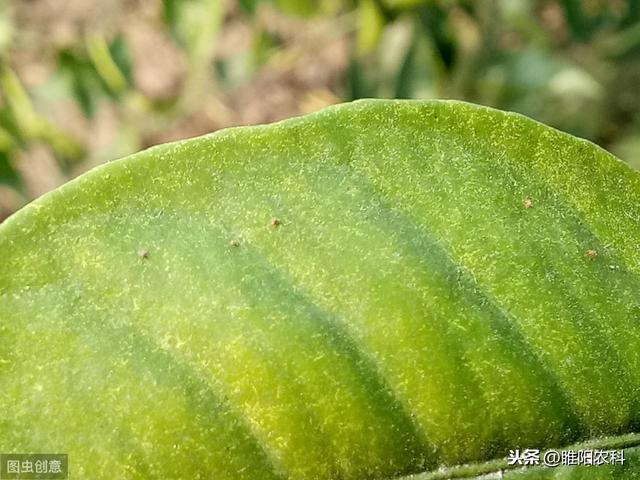 这个新药是防治抗性抗性红蜘蛛的利器，速效性好，持效期长达30天4