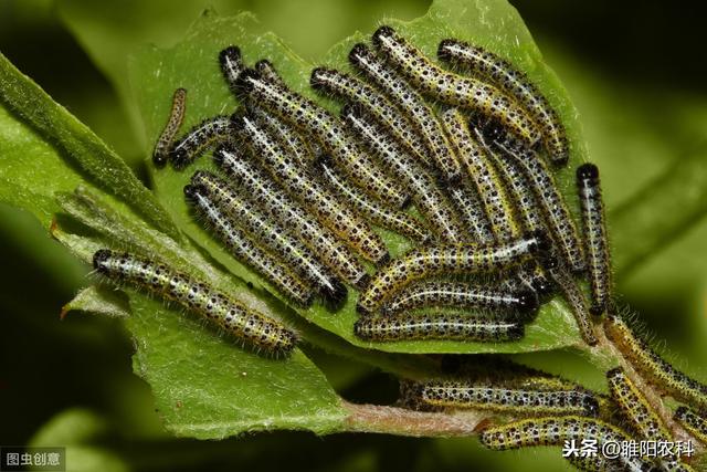 专治抗性蚜虫、棉铃虫、甜菜夜蛾等害虫，称为农药里的“中草药”