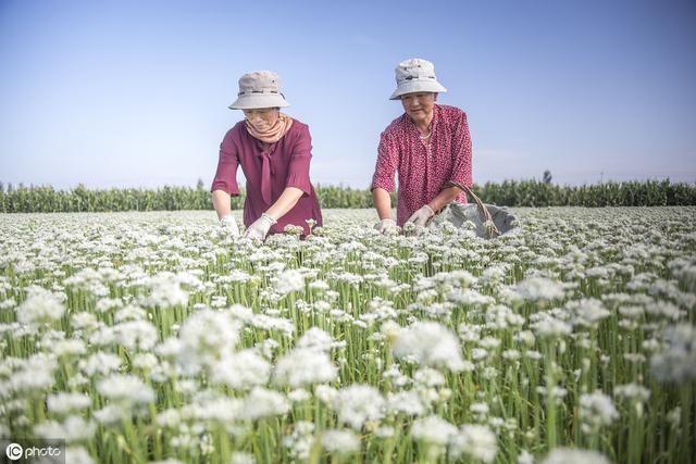 生物农药的优缺点