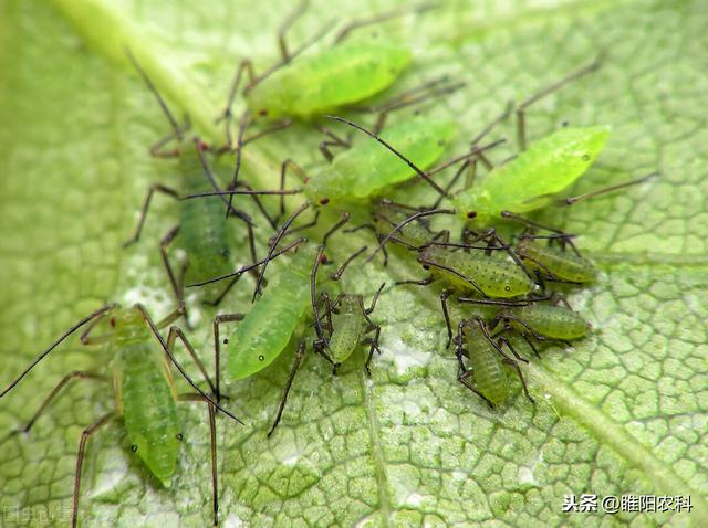 用这样的噻虫嗪，防治蓟马、蚜虫、白粉虱等害虫，干净又彻底