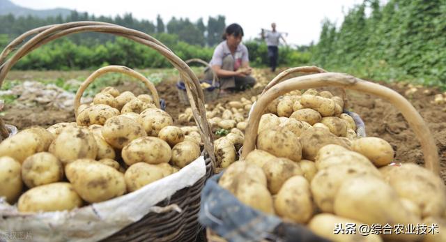 土豆种植技术和管理 土豆的种植方法