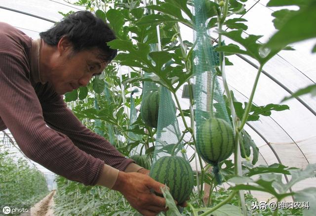 枯萎病难治，采用这种防治方法，既轻松又高效，持效期还长2