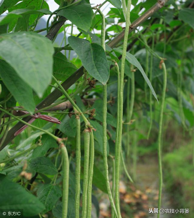 豆角蓟马易发生、繁殖快、危害重、防治难？如何能提高防治效果？7