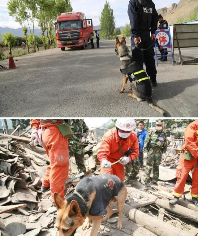 昆明犬 昆明犬（昆明犬和马犬哪个好） 动物