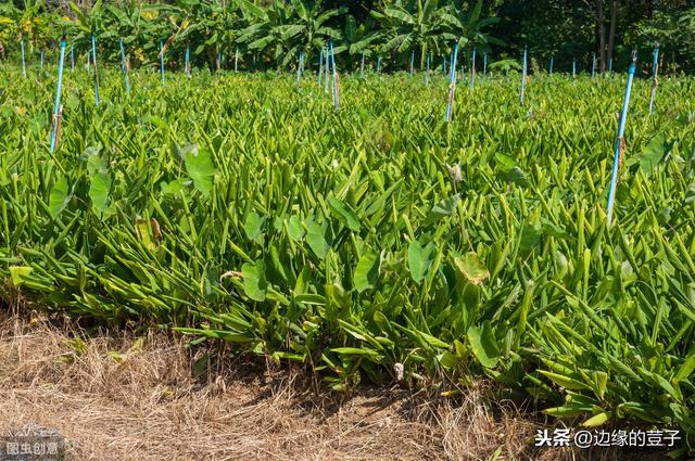 生姜钻心虫的症状、发生规律及防治措施，有序防治生姜产量高3