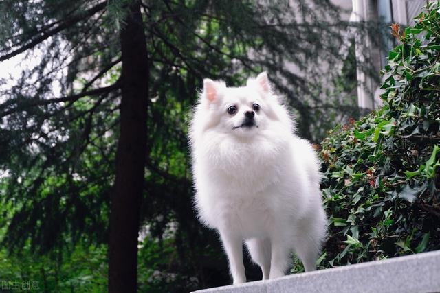 银狐犬图片