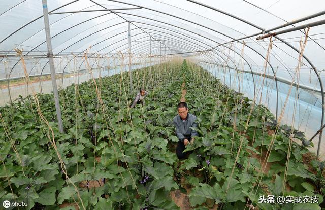 两倍浓度无药害，至今无药害报道，各个生长期均可使用灰霉病特效1