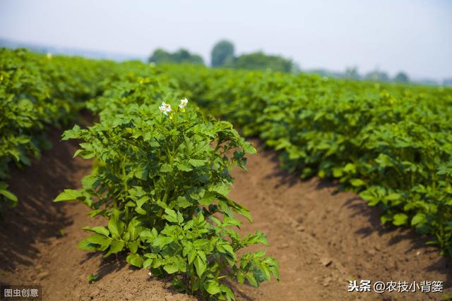 作物发生沤根和根腐病都会烂根死棵，但病害不同要注意区别防治15