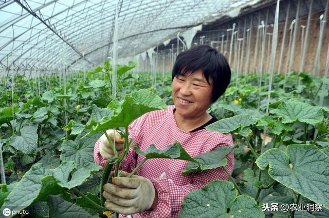 黄瓜种植生产中常见3种虫害为害状、习性以及防治方法分析