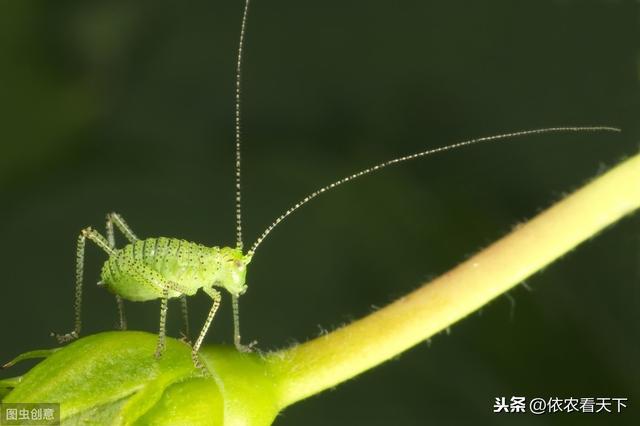 小小蚜虫危害大，农民朋友深入了解，才能科学防治它