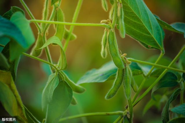 大豆种植技术，与病虫害防治措施，学会这招有效避免低产发生2