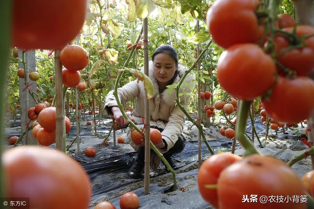 西红柿容易发生的落花落果，是哪些原因造成的？有哪些防治方法？9