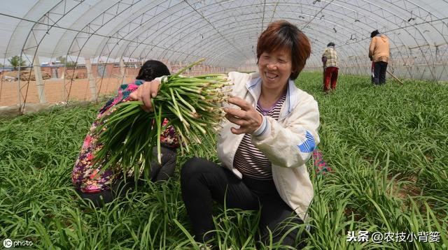 韭菜种植做好这五点，苗株根系发达、叶片肥大，产量品质有保证3