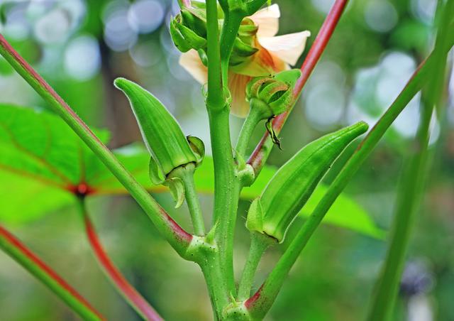 蔬菜常用农药介绍：杀菌剂–春雷.王铜，附施药方法2