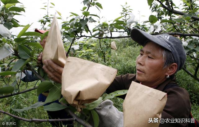 套袋不是提高果品品质的“万金油”，梨这3种病就爱套袋果