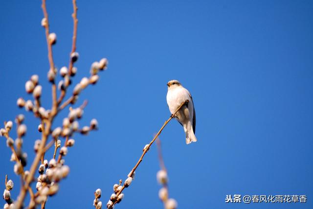 哈巴狗分别指哪一类人