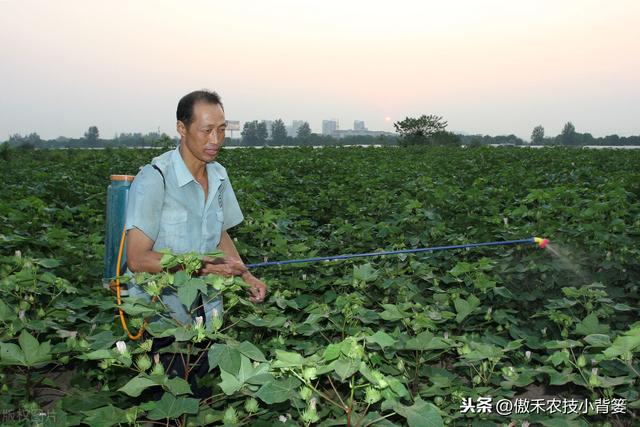 磷酸二氢钾对作物是个宝，学会这几个使用妙招，使用效果会更好5