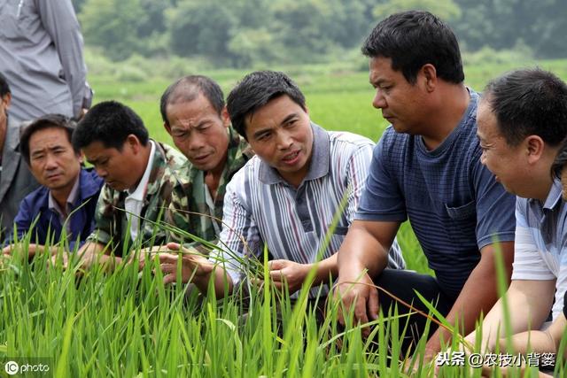 枯草芽孢杆菌用的好，在改良土壤、防治病害、作物增产是个宝2