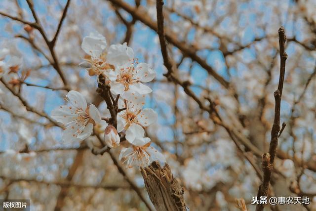 李子树全年浇水很关键，掌握好正确的浇水方法，才能促进李子丰产2