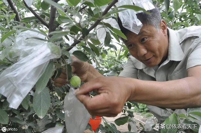 苹果的这类花脸是病毒病，危害大难防治，果农需警惕要以预防为主