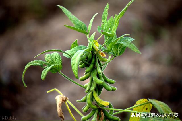 大豆有花无荚、有荚无籽、有籽干瘪、落花落荚的原因与防治技巧3