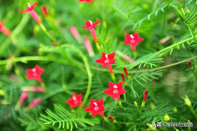 只有淡然，才可宁静芳菲的岁月；唯有随缘，方可释然忧伤的情感